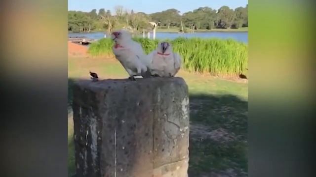 Смешно тягает за нос смотреть онлайн