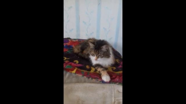 Кошка отдыхает после вкусного обеда. Приколы. Маленький лев. Cat смотреть онлайн