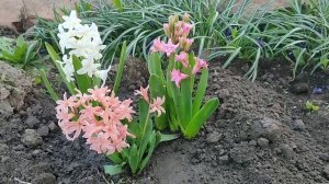 Весенний релакс! Цветёт черешня, нарциссы, гиацинты,мускари...☀️☀️☀️