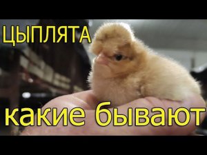 Как выглядят цыплята разных пород