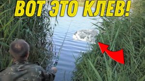 Вот Это РЫБАЛКА в КАМЫШАХ, Клюет Одна за Одной не Успеваю ВЫНИМАТЬ, давно Так не РЫБАЧИЛ!!!