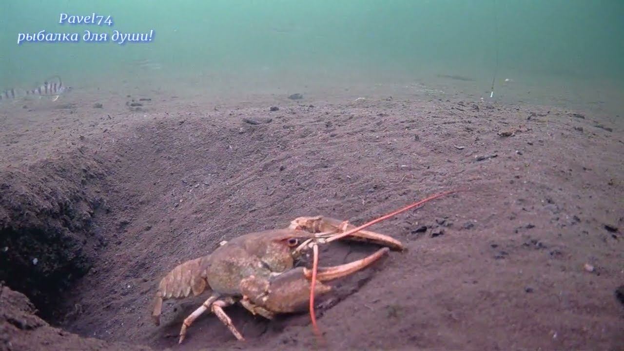 Подводный мир озера!  The Underwater World Of The Lake!