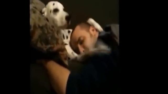 приколы с животными 2 смотреть онлайн