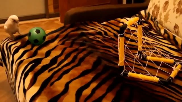#4 УГАРНЫЕ ПРИКОЛЫ ДО СЛЕЗ 2017 Новые смешные видео лучший тест на психику смотреть онлайн