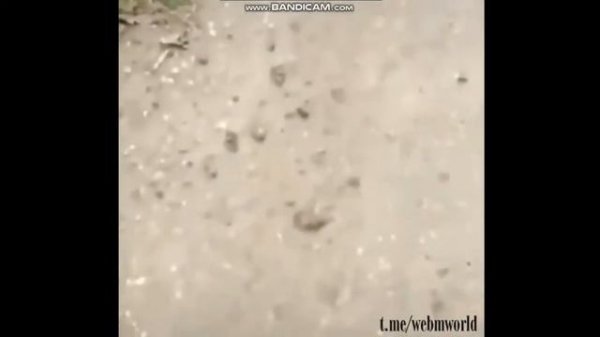 Полу рак полу х"й(meme)