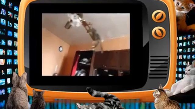 Кот- залез-на-вертолет и БОЛЬШA-A-A-Я черепаха! Приколы про кошек. смотреть онлайн
