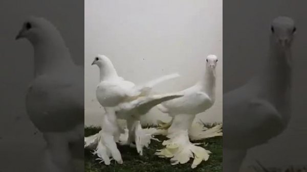 Тибризская порода голубей Tabriz Pigeons  Iranian Breed حمام تبريزي 360p