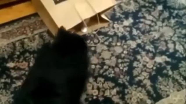 Приколы. Приколы+про кошек. Кисс супер улет 2 !.. смотреть онлайн