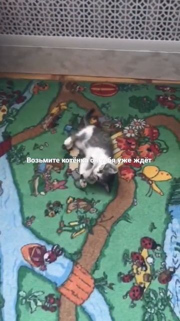 Возьмите котёнка. Милый, чистый, любит людей и играть. смотреть онлайн