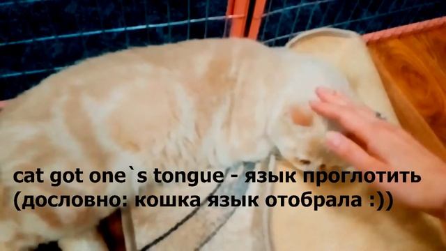 "Кошачьи" выражения "с перчинкой" на английском языке. 18+ "Me and my shitty cat" смотреть онлайн