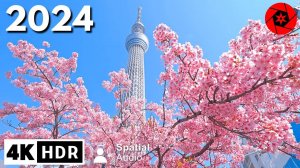 Tokyo Cherry Blossoms Begins!!!  4K HDR Spatial Audio