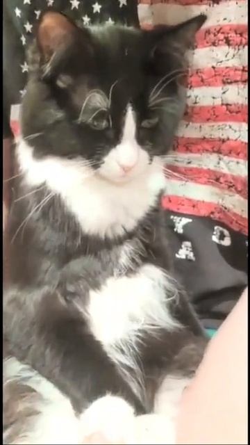 Веселые коты / Смешные котики / Коты приколы / Забавные животные / Смешные коты смотреть онлайн