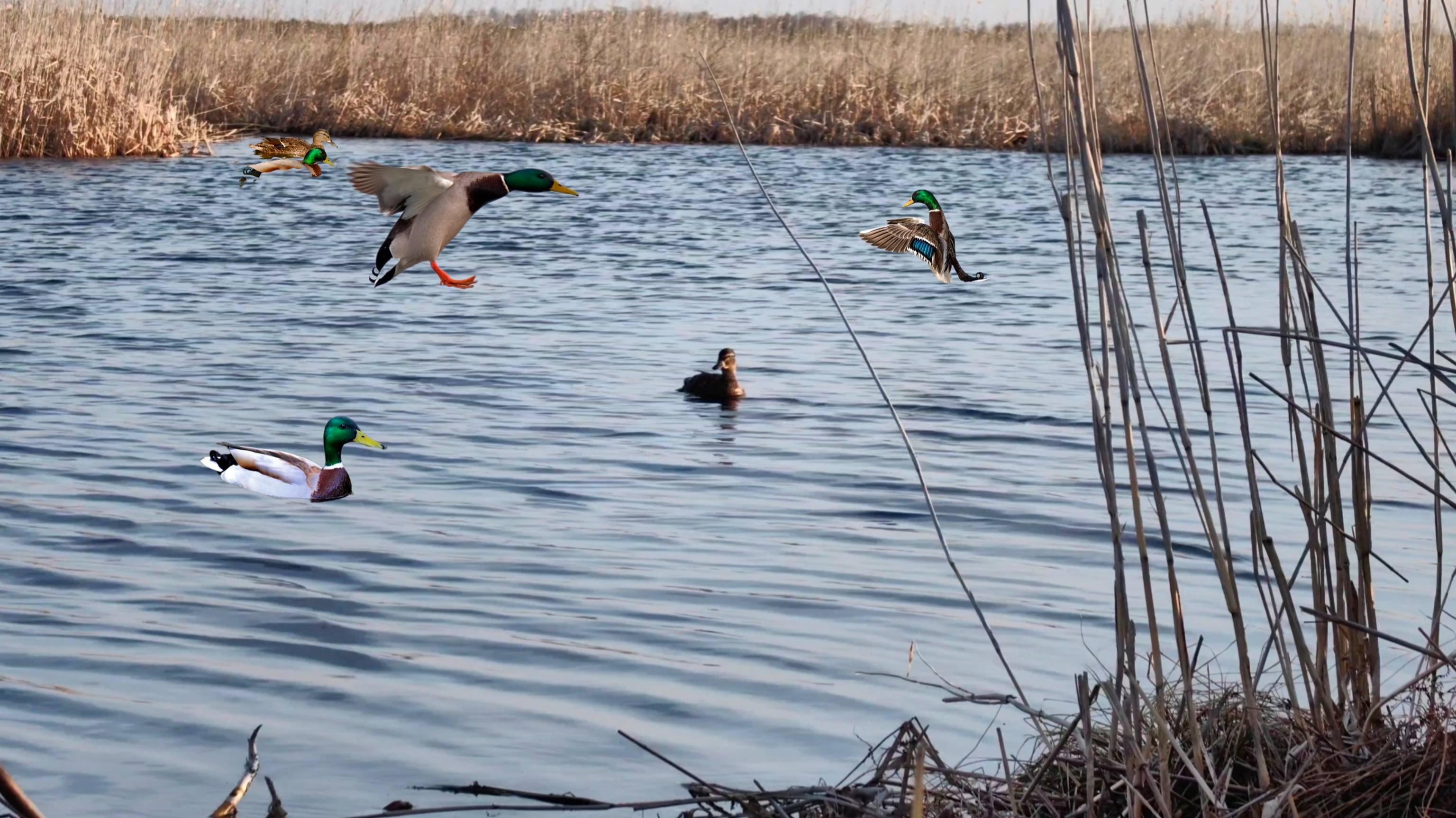 ОХОТА на селезня весна 2025 Новотроицк смотреть онлайн