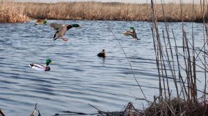 ОХОТА на селезня весна 2025 Новотроицк