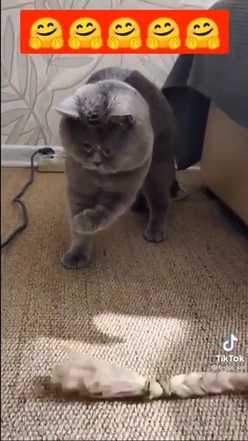 Веселые коты / Смешные котики / Коты приколы / Забавные животные / Смешные коты смотреть онлайн