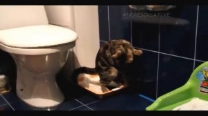 Кошка какает стоя ( Cat pooping standing )