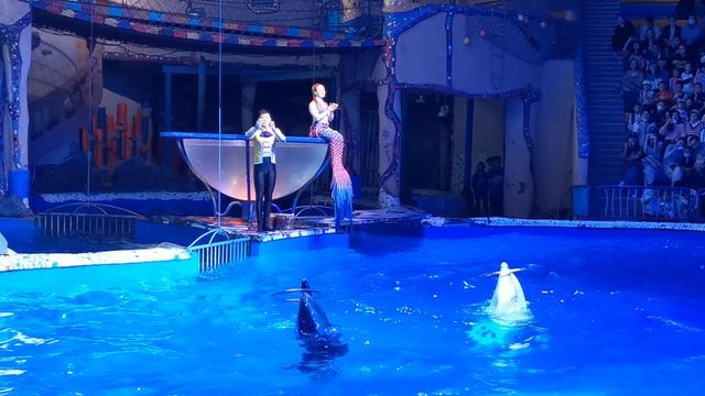 Представление дельфинов в Dolphin Show Of Laohutan Ocean Park, г. Далянь