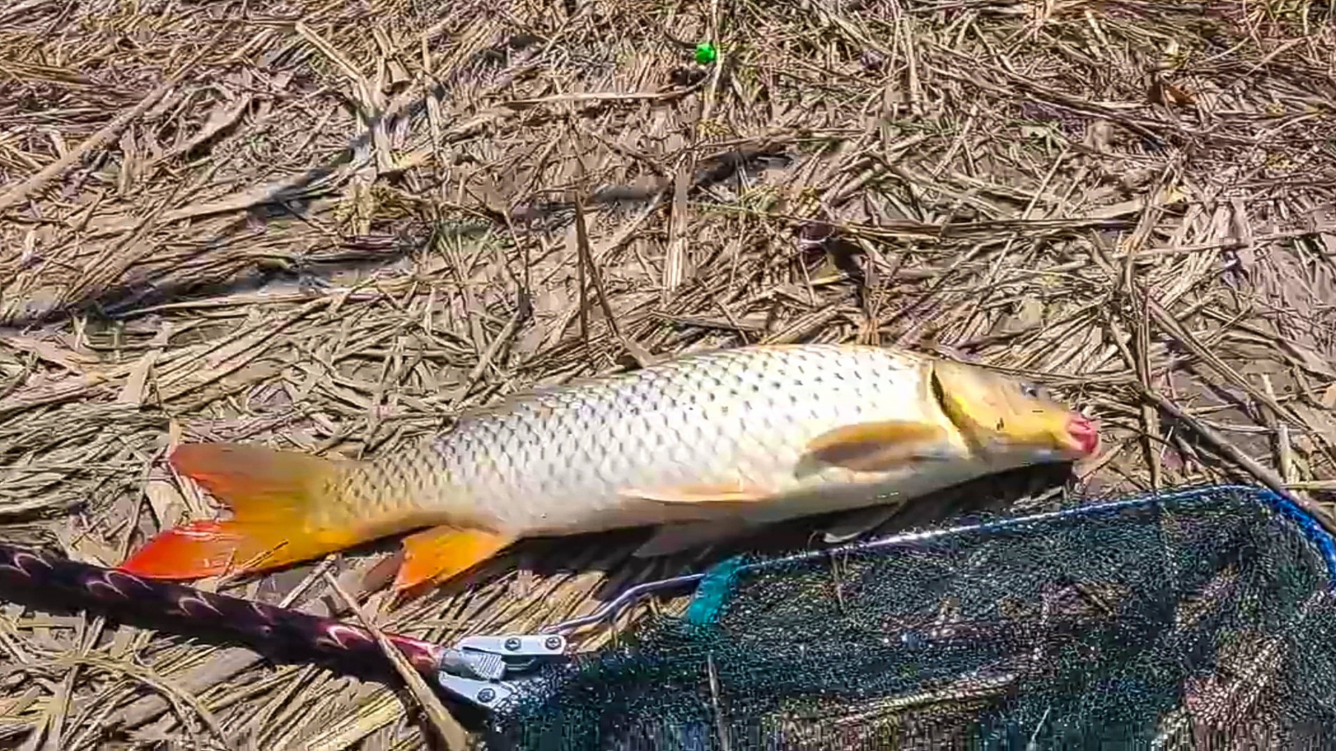 Ловля сазана на жмых. Снасть на сазана смотреть онлайн