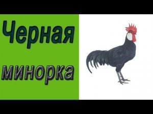Минорка.  Порода кур черная минорка
