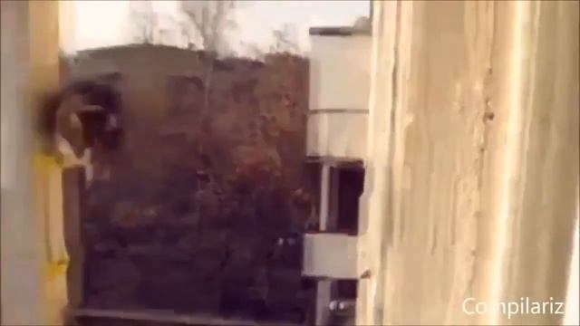 Очень смешное видео про кошек смотреть онлайн