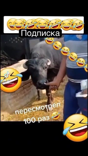 Бык считовод! Прикол!#shortvideo #животные #александрсуворов #коровы смотреть онлайн
