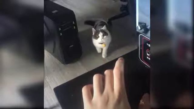 Collection of Cute Funny and Smart Pets №16 смотреть онлайн