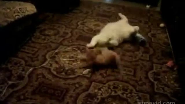 Рыжее зло Приколы смотреть онлайн