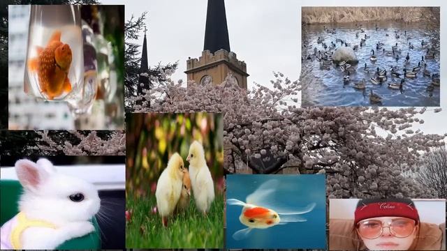 Music calming relaxation - Caballero - beautiful Cherry blossoms (Celina mak official) смотреть онлайн