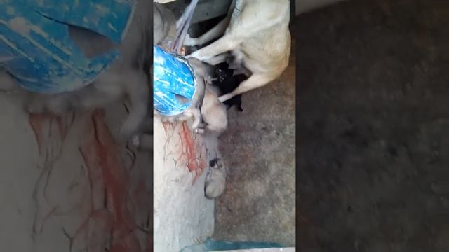 Тобет смотреть онлайн