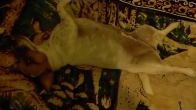 Керри ложится спать ^-_-^ смотреть онлайн