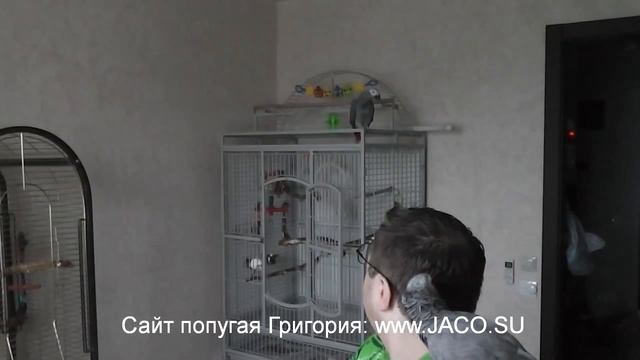 смешные птички смотреть онлайн