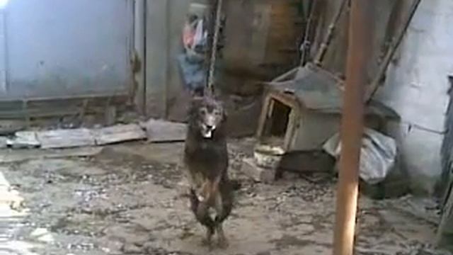 Видео прикол, собака танцует лезгинку смотреть онлайн