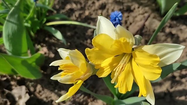 Нарцыссы - это весна, легкость, тонкий аромат, изящество смотреть онлайн