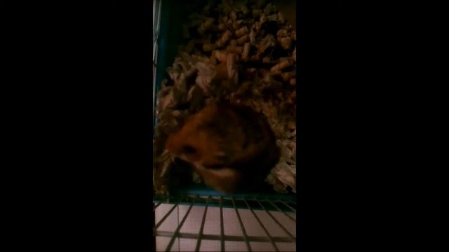 У хомяка ОБИДКА: ЕГО разбудили! От обиды и заговорить можно! смотреть онлайн