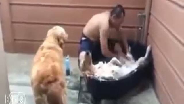 Прикол с животными смотреть онлайн