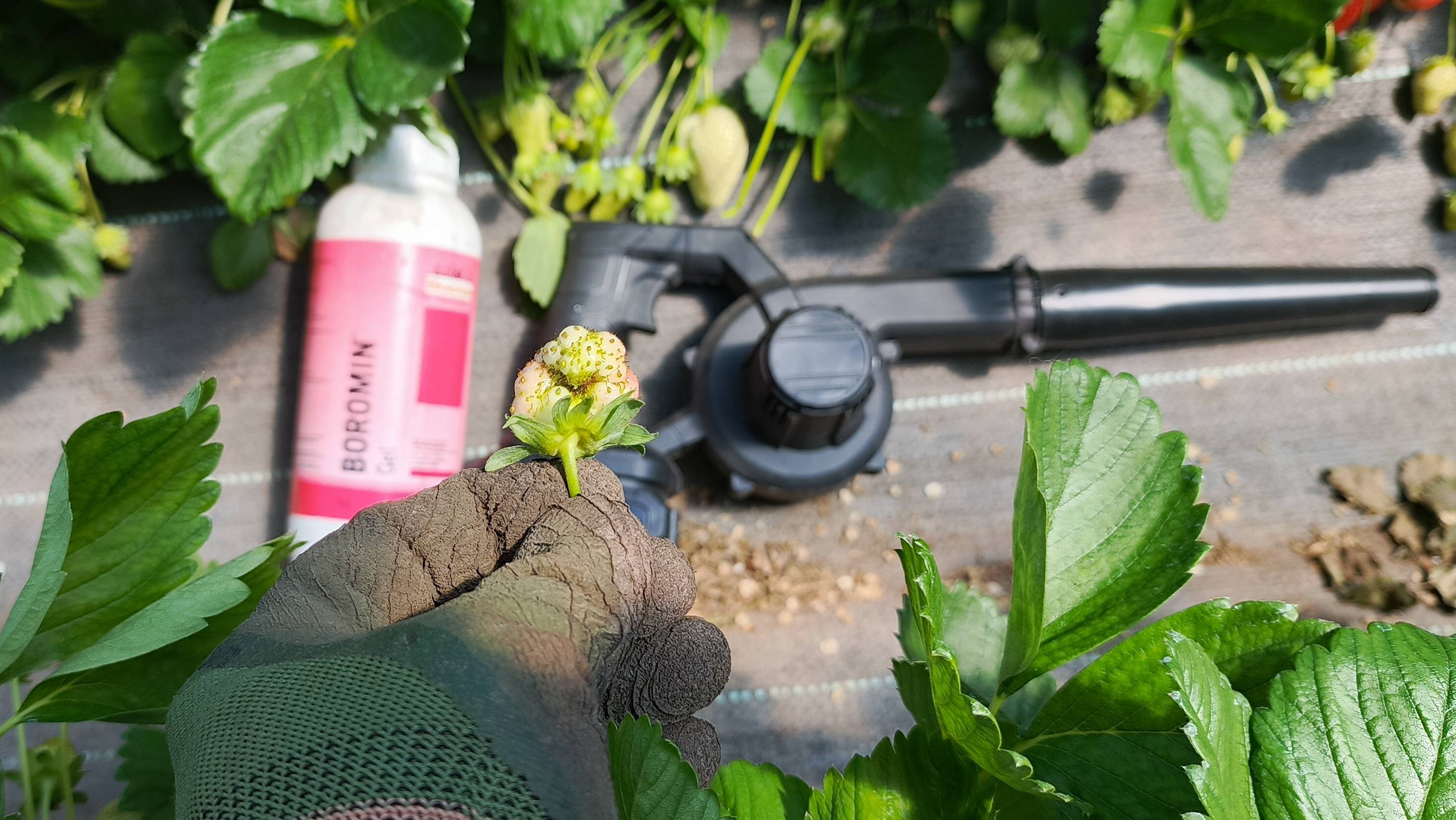 Кривая клубника? 5 главных причин и как вырастить идеальные ягоды! смотреть онлайн