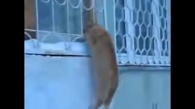 КОШКИ, КОШАКИ, КОТЯТА. Умора (Сверх ПРИКОЛЫ) смотреть онлайн