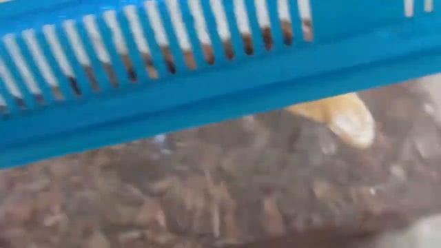 Ну шо ты шипишь? смотреть онлайн