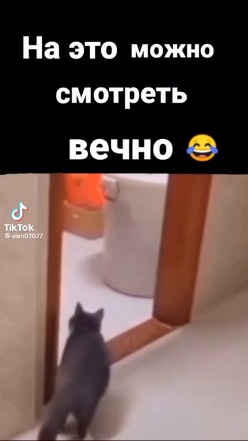 Прикол с котом #прикол #кот #кошка #смешное смотреть онлайн