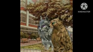 Вилд крафт Подборка Тик Ток |wild craft company #1|