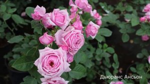 Роза Дьюранс Ансьон - Durance Ancian (Massad Франция, 2008)