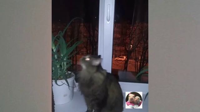 Смешные животные. Выпуск 1. Нарезка. Коты , собаки, приколы. смотреть онлайн