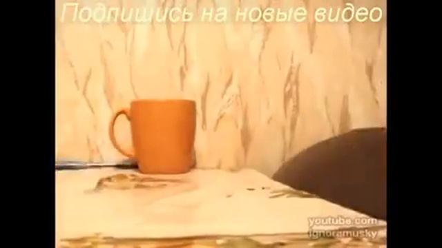 Умереть от СМЕХА ТОП ПРИКОЛЫ С ЖИВОТНЫМИ 2015 FUNNY ANIMALS Low5 смотреть онлайн