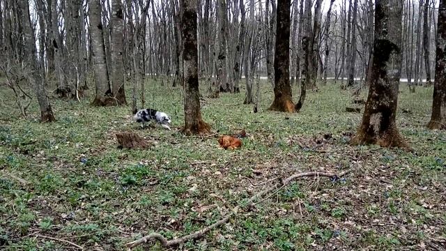 ЗА ДВУМЯ ЗАЙЦАМИ ПОГОНИШЬСЯ, НИ ОДНОГО НЕ ПОЙМАЕШЬ. РИЧАРД СПАНИЕЛЬКА. ГОВОРЯЩАЯ СОБАКА. DOG VLOG смотреть онлайн