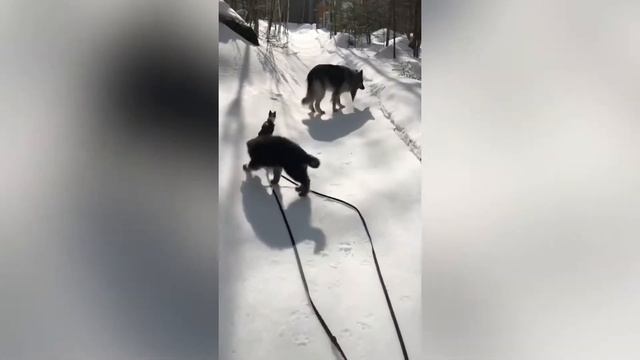 Смешные Немецкие Овчарки - Часть 2 - Funny German Shepherds - Part 2 | MY TOP - МОЙ ТОП смотреть онлайн