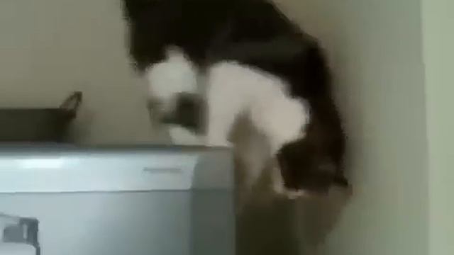 Миссия Невыполнима.Кошачья версия (Mission Impossible.Cat version) смотреть онлайн