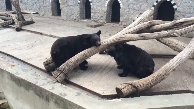 Самка медведя чем то недовольна смотреть онлайн