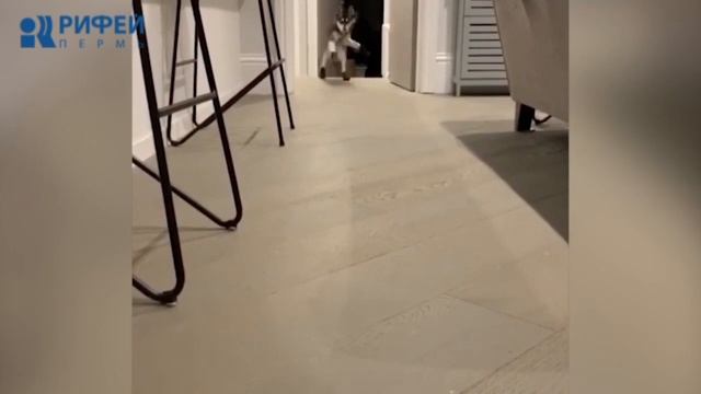 Люди, кони, кролики и смешные ролики #6 смотреть онлайн