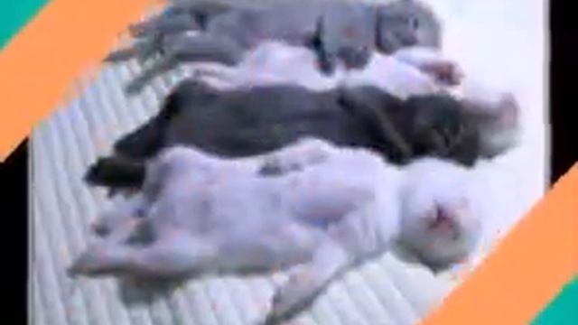 Шутки для 12 подписчиков=) смотреть онлайн