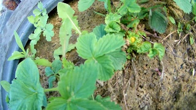 Лимонник , а ягоды клубники появились у самого корня смотреть онлайн